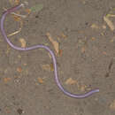 Image of Blunt-tailed Worm Lizard