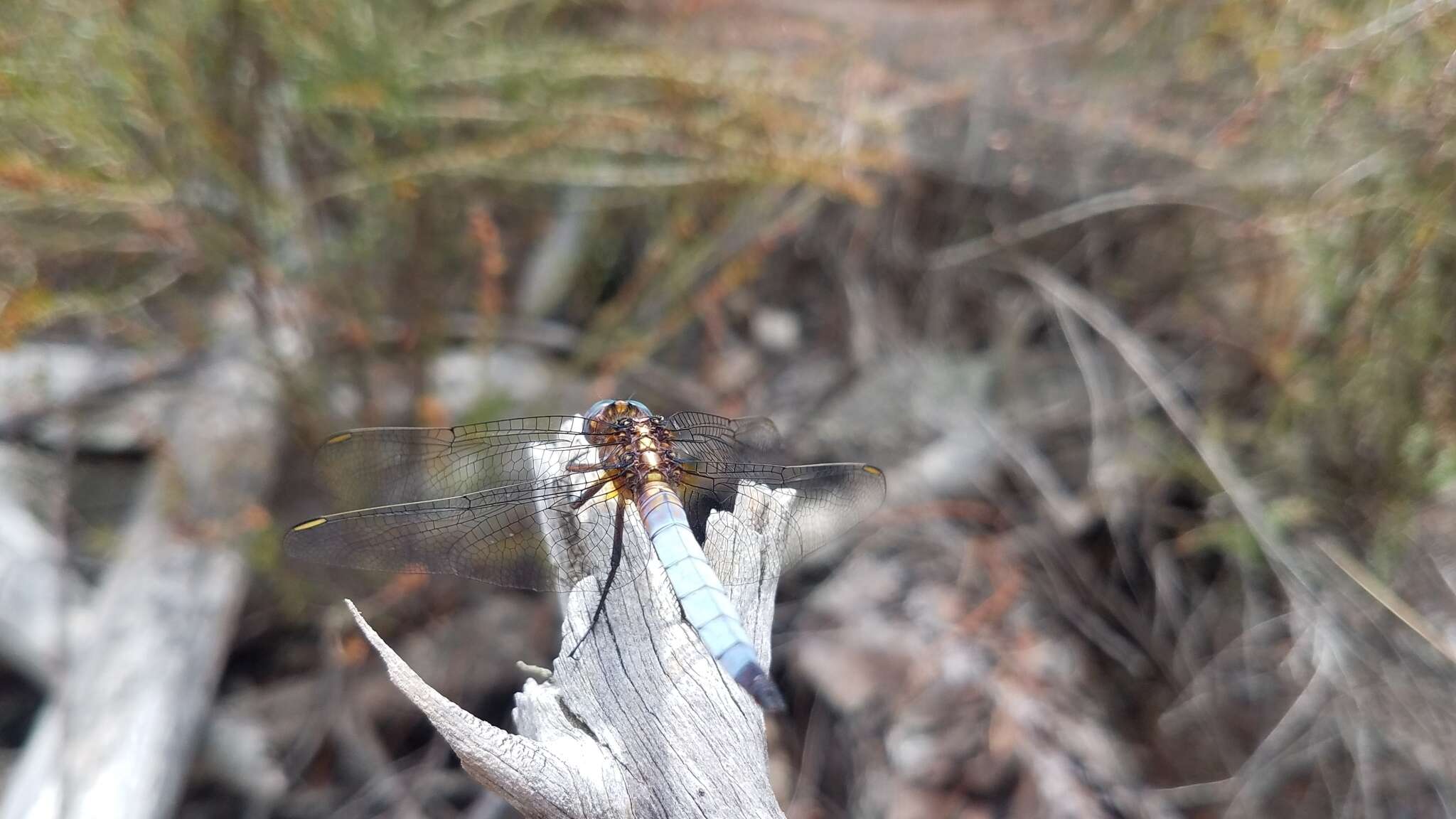 Image of Orthetrum azureum (Rambur 1842)