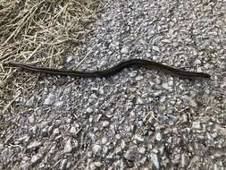 Image of Slow Worm