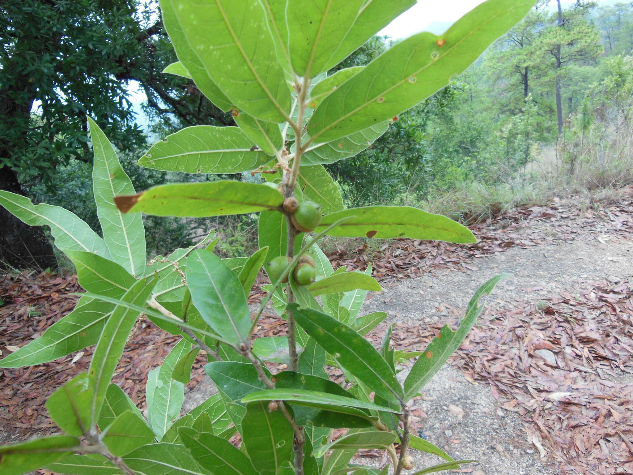 Image de Quercus salicifolia Née