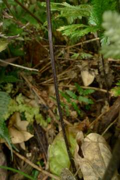 Plancia ëd Pteris biaurita subsp. fornicata Fraser-Jenk.