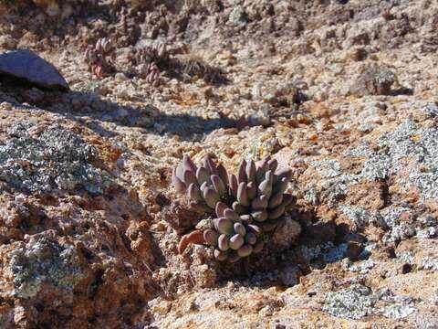 Image of Pachyphytum hookeri (Salm-Dyck) A. Berger