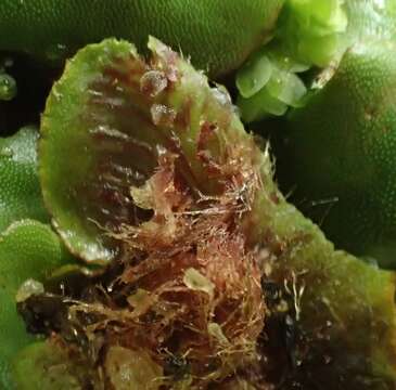 Marchantia foliacea Mitt. resmi