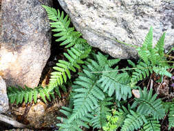 Sivun Dryopteris cambrensis subsp. cambrensis kuva