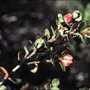 Image de Boronia rhomboidea Hook.