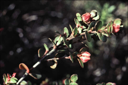 Image de Boronia rhomboidea Hook.