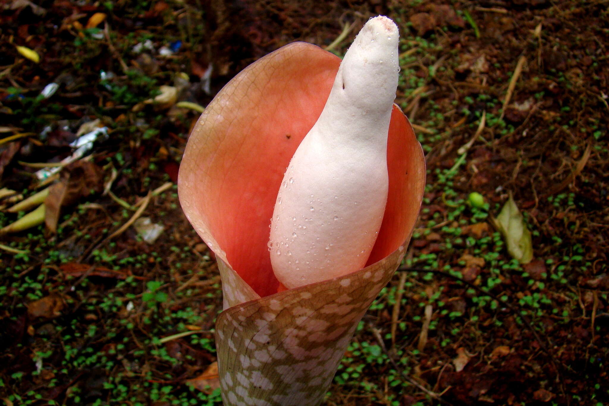 Image of Amorphophallus bulbifer (Roxb.) Blume