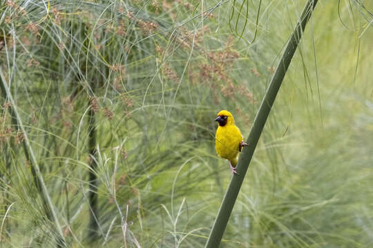 Image of Northern Brown-throated Weaver