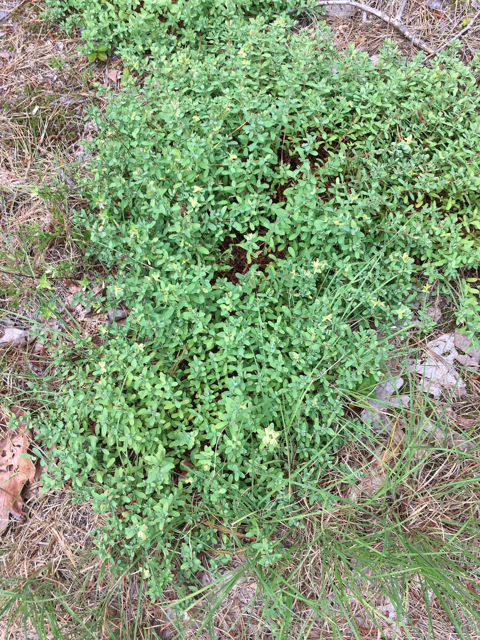 Imagem de Hypericum hypericoides subsp. multicaule (Michaux ex Willd.) N. K. B. Robson