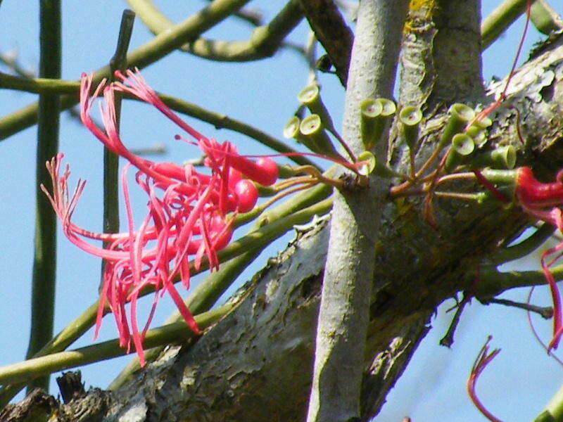 Image de Plicosepalus kalachariensis (Schinz) Danser