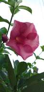 Image of purple allamanda