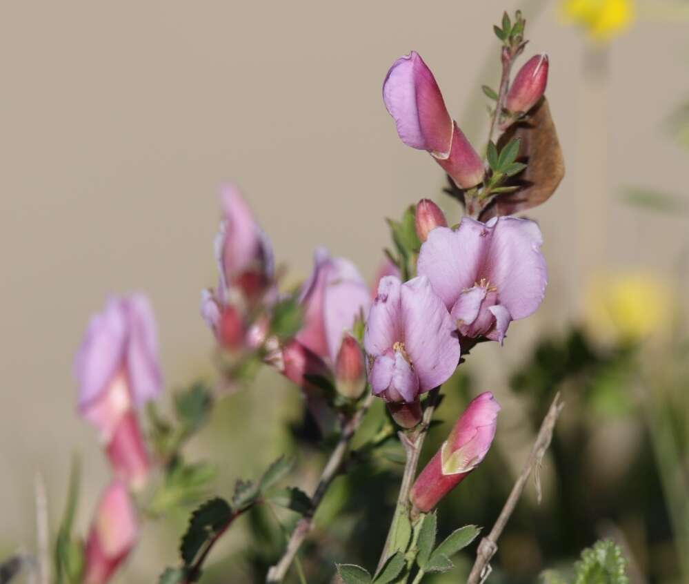 Cytisus purpureus Scop.的圖片