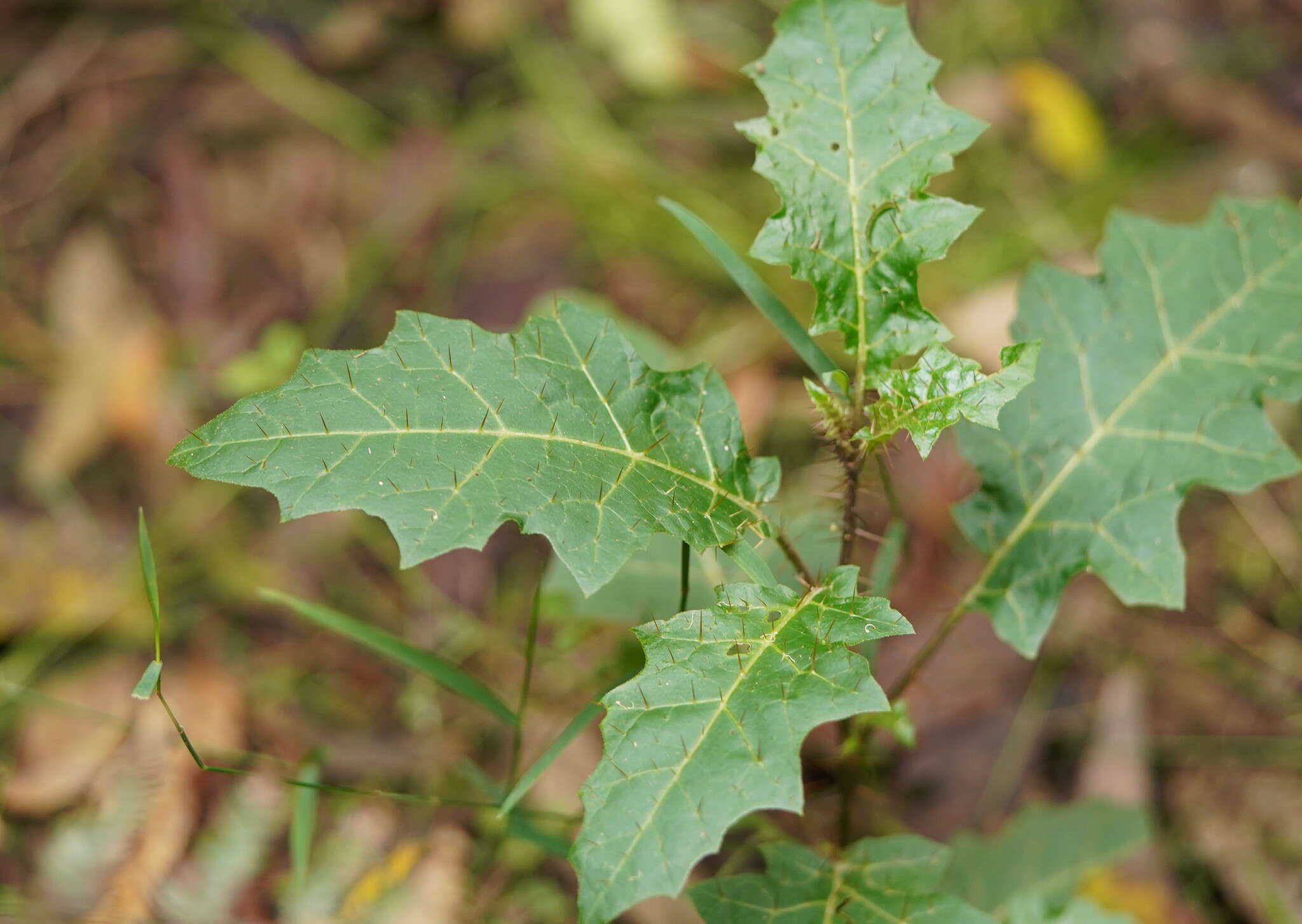 Image of Solanum prinophyllum Dun.