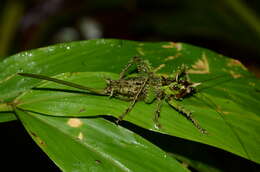 Image of Panacanthus varius Walker & F. 1869