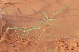 Image of Cutler's milkweed