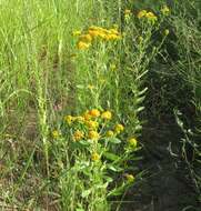 Image of San Pedro Matchweed