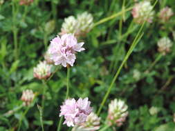 صورة Armeria saviana Selvi