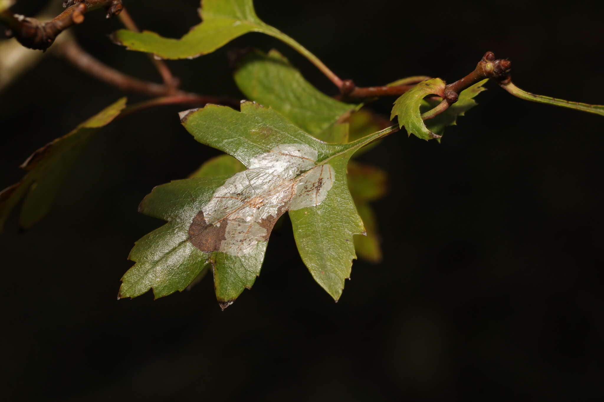 Image of Hawthorn Midget