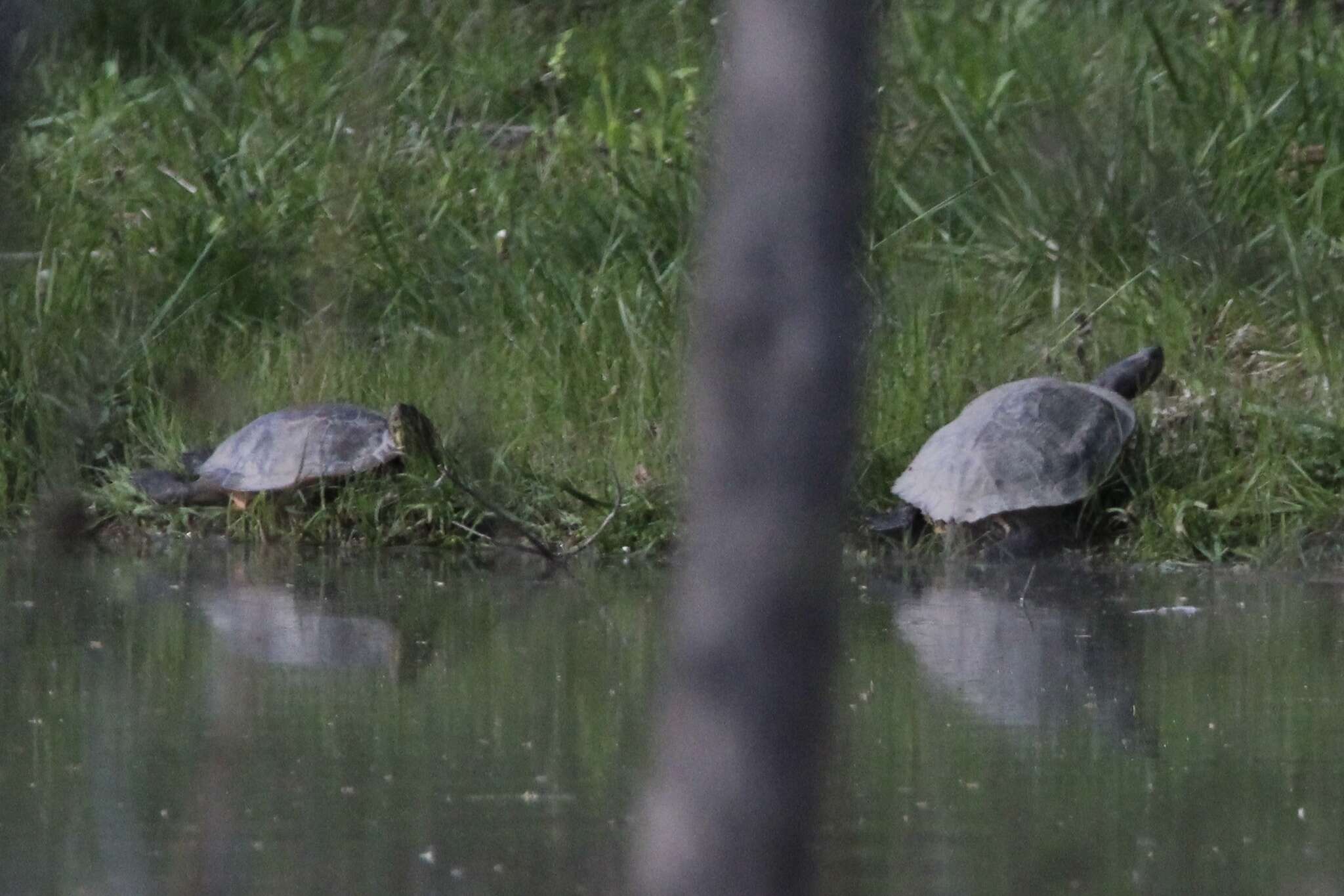 Image of Cumberland slider