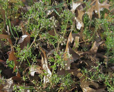 Image of Butler's sandparsley