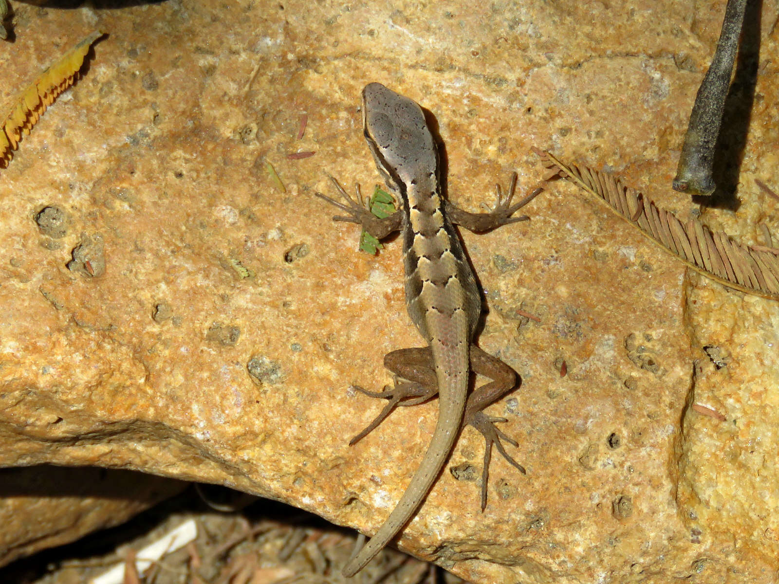 Image of Schroeder's Tree Iguana