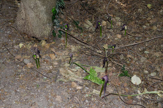 Arum elongatum Steven的圖片