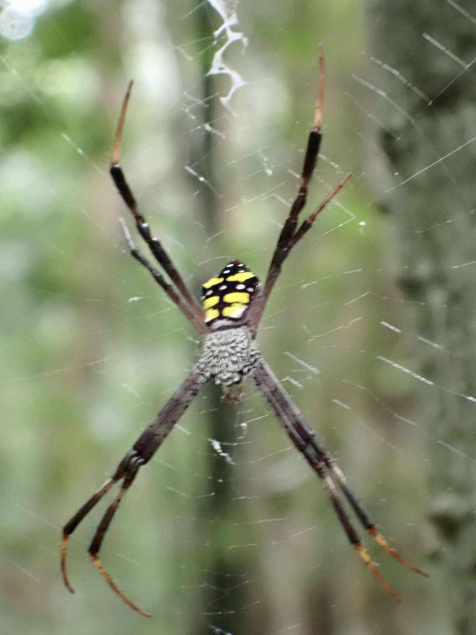 Imagem de Argiope halmaherensis Strand 1907