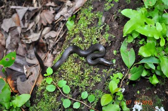 Image of Delta Crayfish Snake