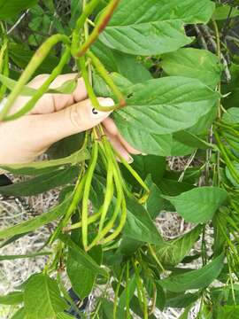 صورة Mandevilla foliosa (Müll. Arg.) Hemsl.