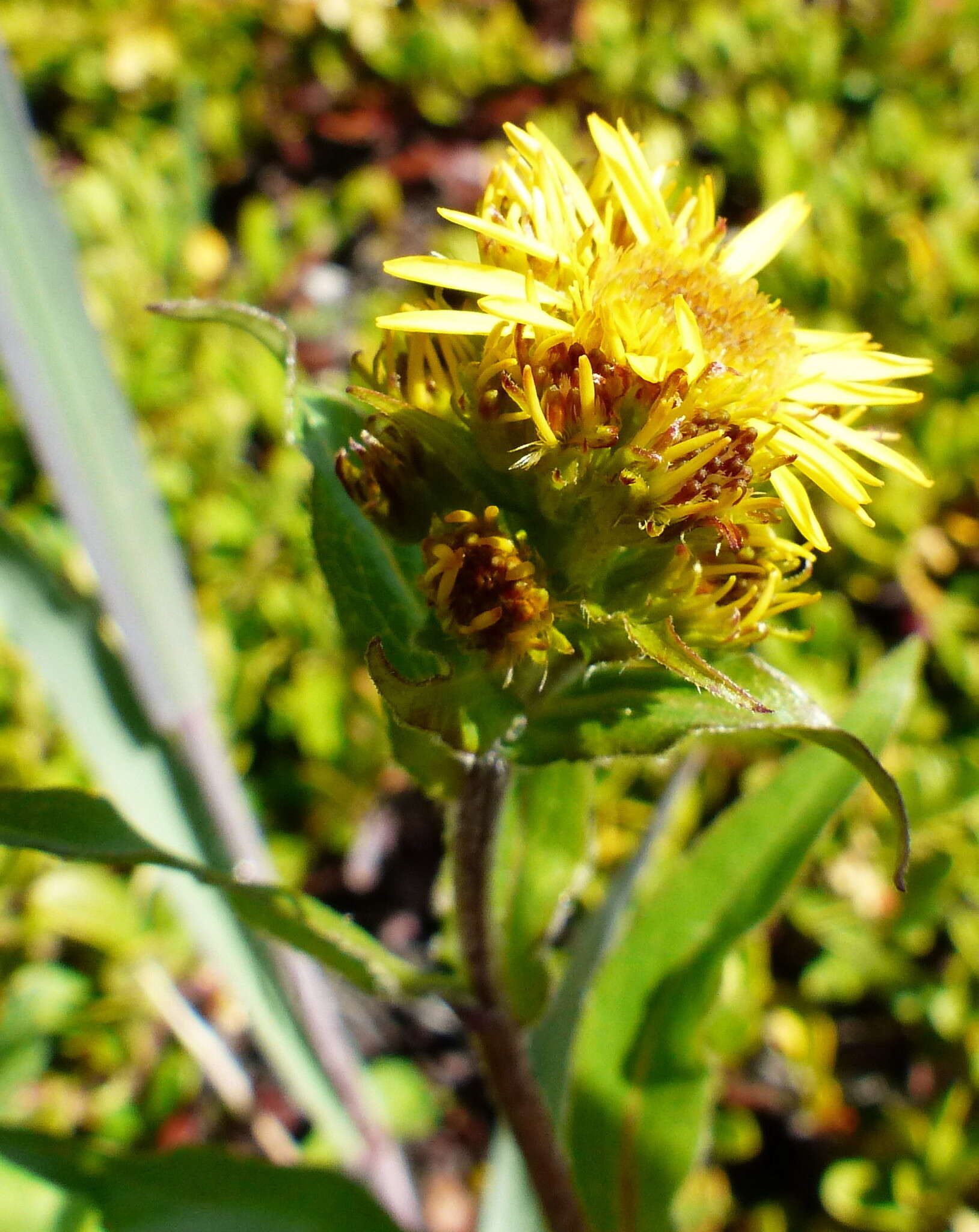 Image of Rocky Mountain goldenrod