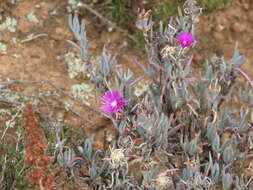 Image of Lampranthus stayneri (L. Bol.) N. E. Br.