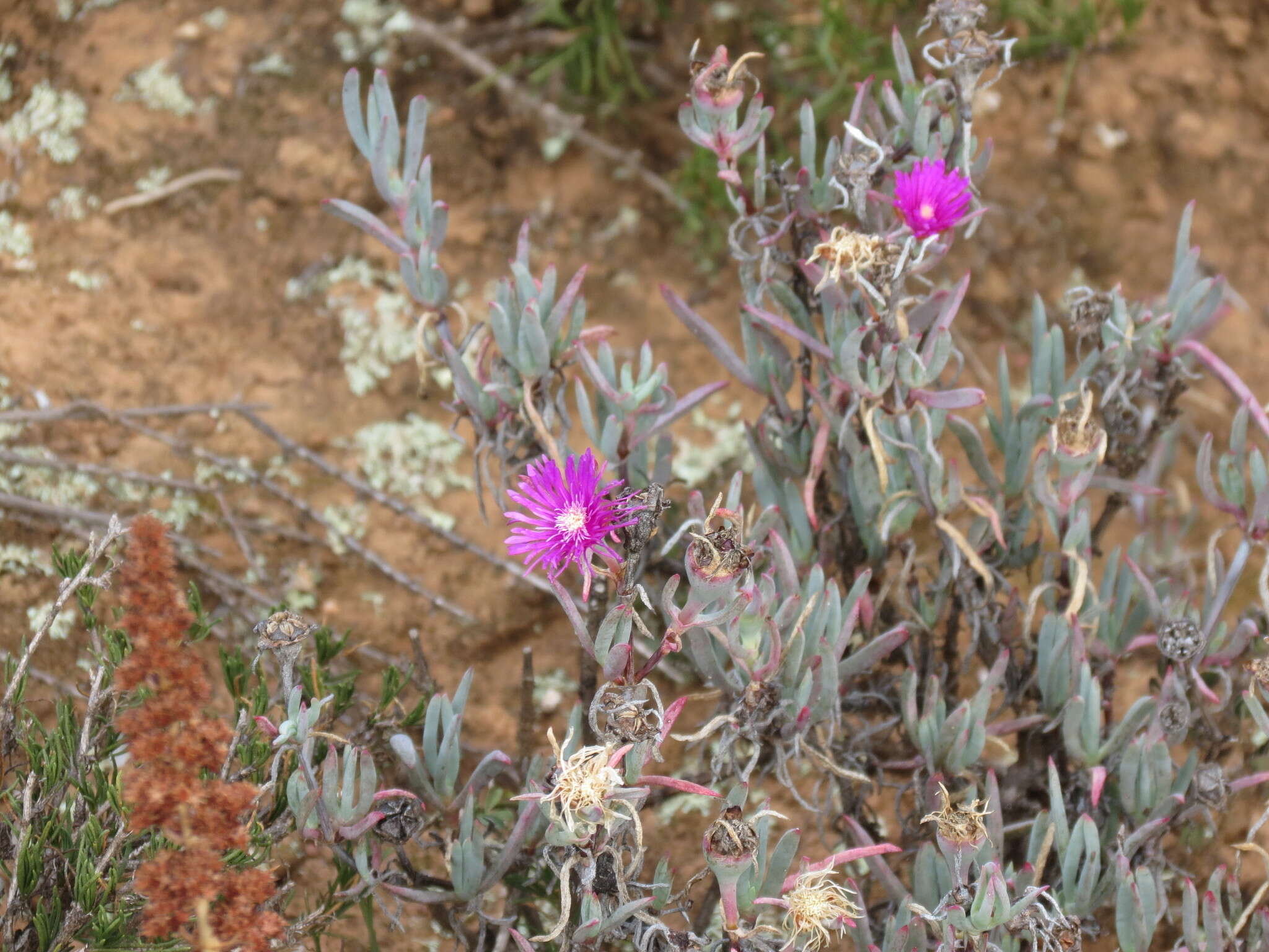 Image of Lampranthus stayneri (L. Bol.) N. E. Br.