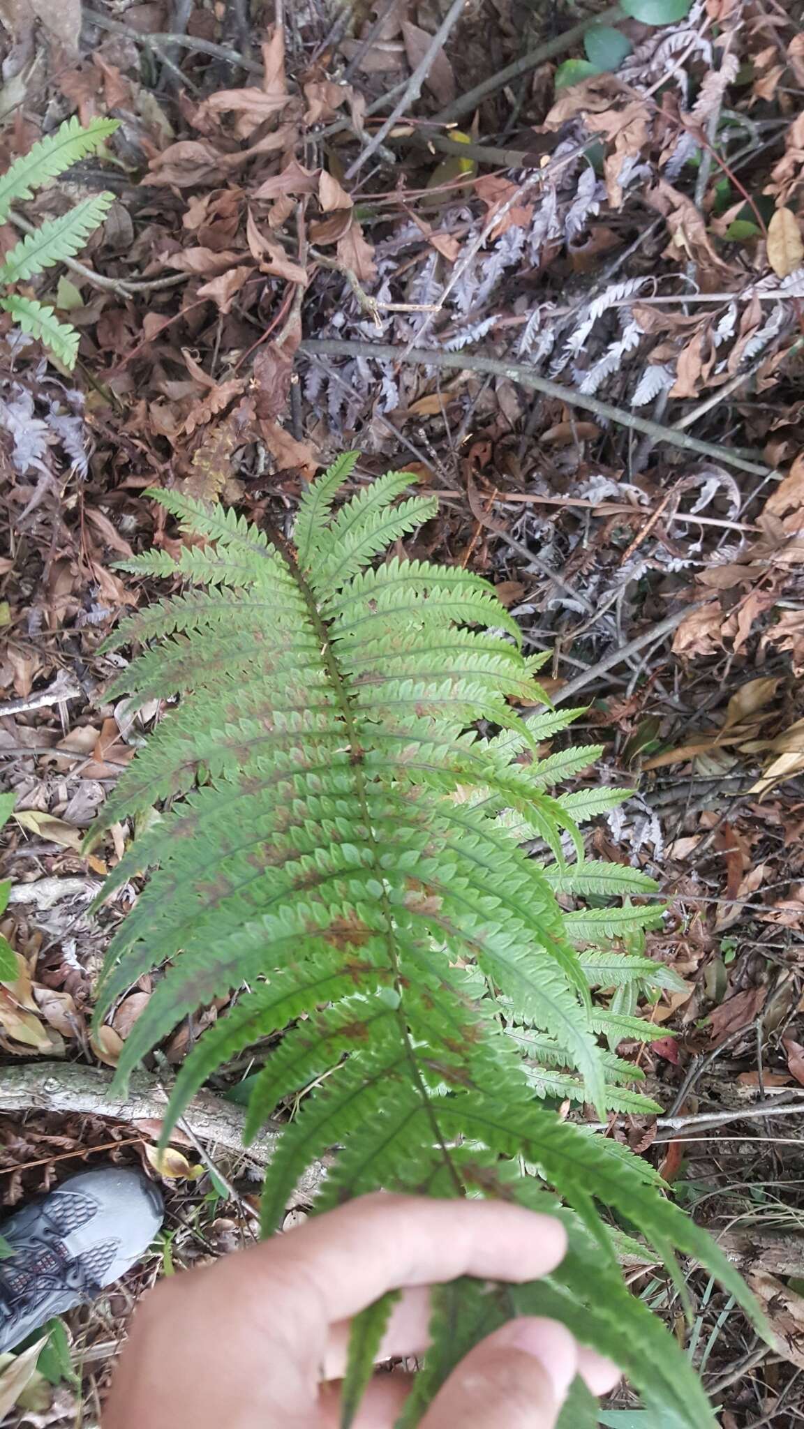 Image of Woodwardia japonica (L. fil.) Sm.