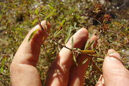 Image de Spiraea alpina Pall.