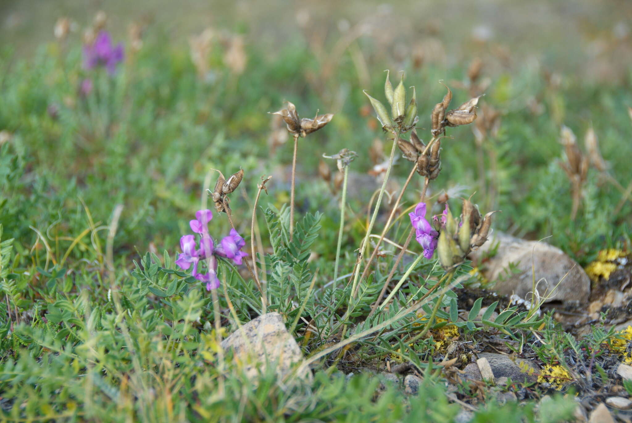 Image of Oxytropis arctica subsp. taimyrensis