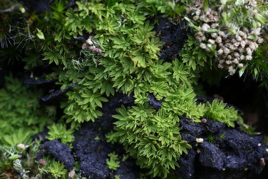 Calymperastrum latifolium Stone 1986的圖片