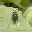 Imagem de Pachyanthidium paulinieri (Guérin-Méneville 1845)