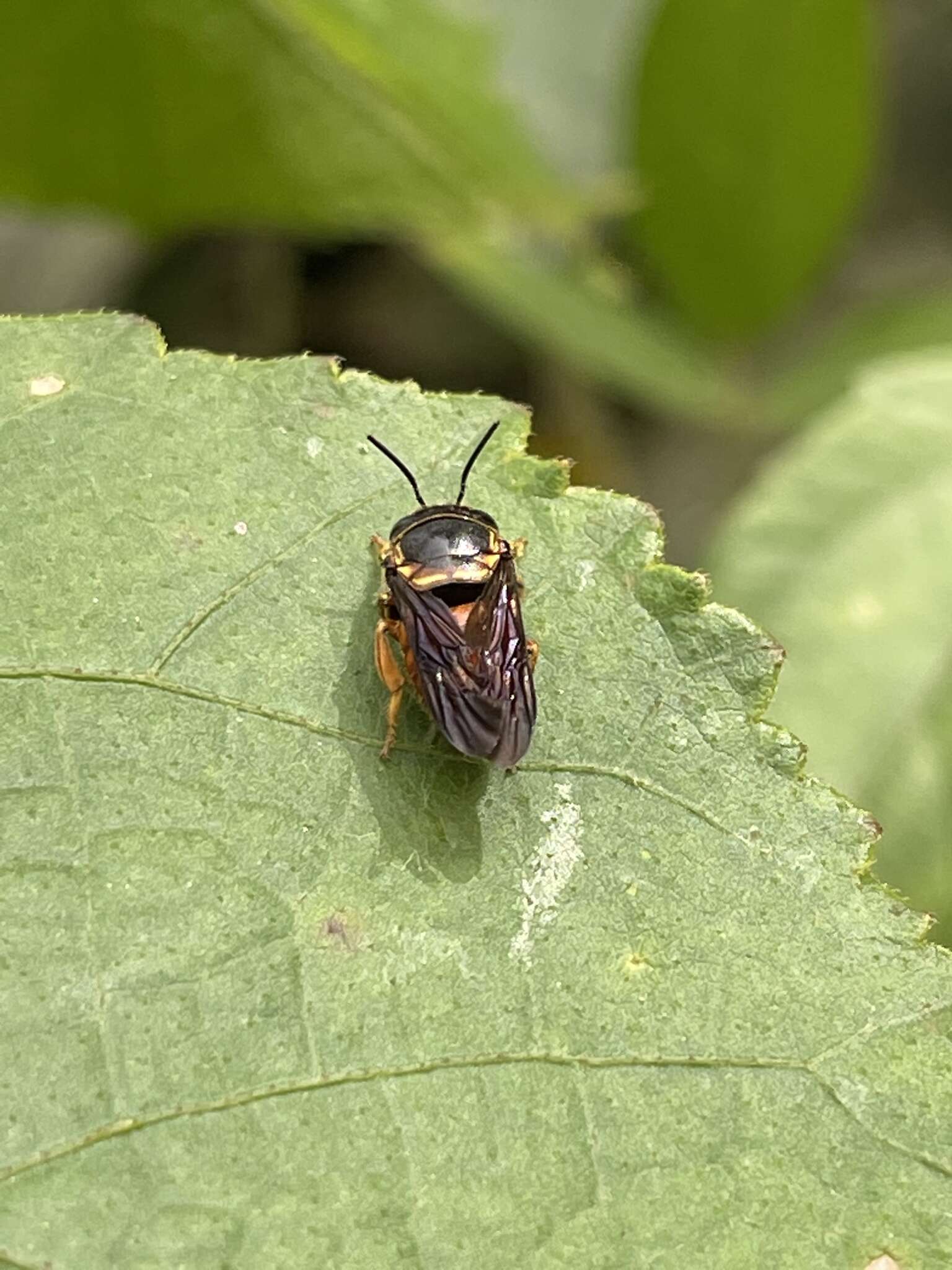 Image of Pachyanthidium paulinieri (Guérin-Méneville 1845)