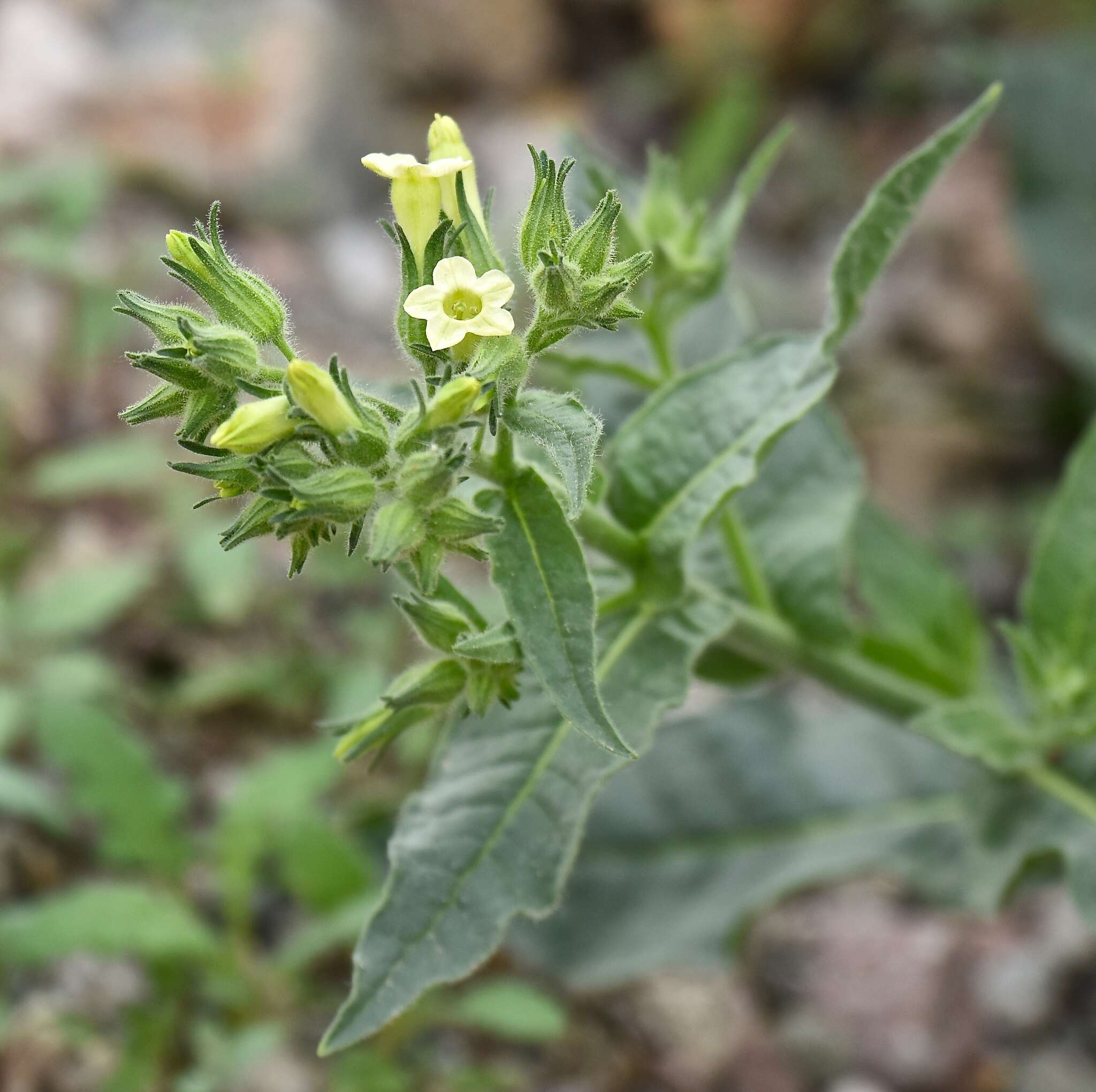 Image of desert tobacco,