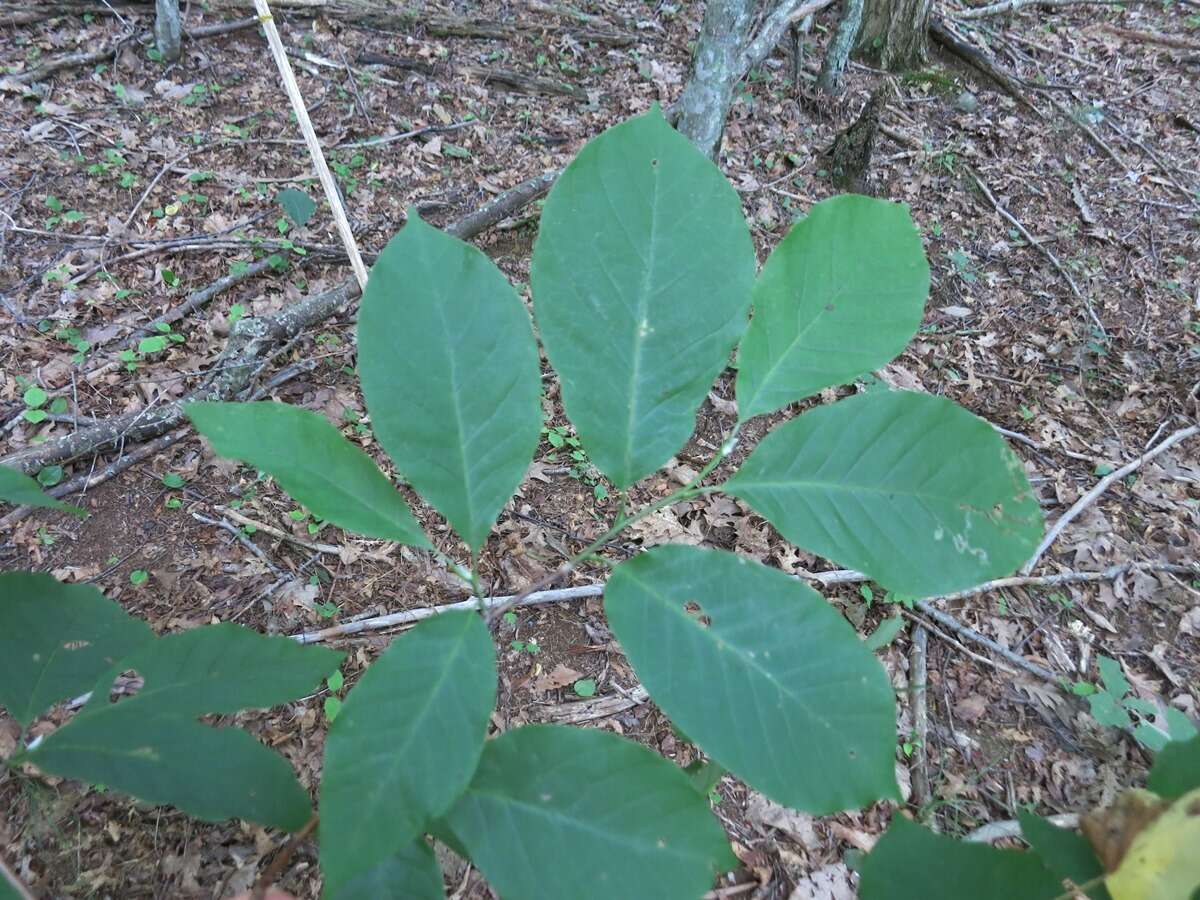 صورة Magnolia acuminata var. acuminata