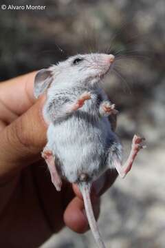 Image of canyon mouse