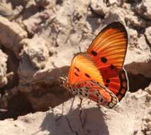 Image of Acraea acrita ambigua Trimen 1891