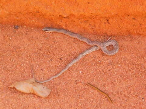 Image of Rufous Beaked Snake