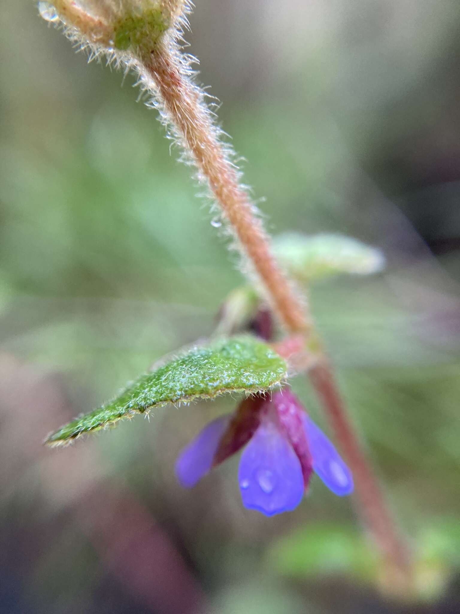 Imagem de Tremandra stelligera R. Br. ex DC.