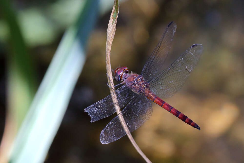 Sivun Elasmothemis cannacrioides (Calvert 1906) kuva