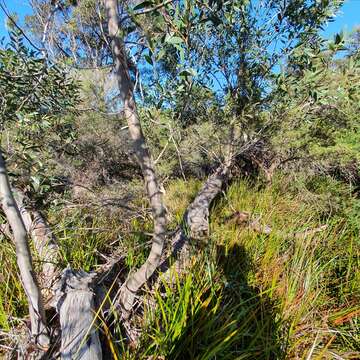 صورة Eucalyptus obstans L. A. S. Johnson & K. D. Hill