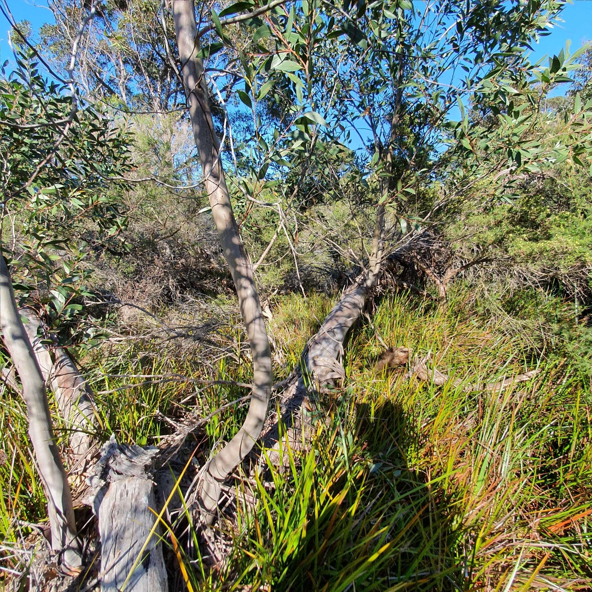 صورة Eucalyptus obstans L. A. S. Johnson & K. D. Hill