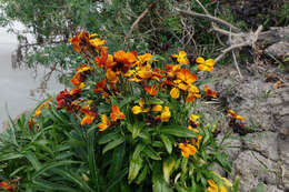 Image of Aegean wallflower