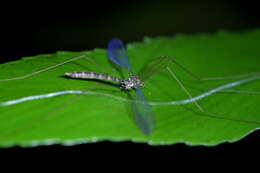 Imagem de Limnophilella delicatula (Hutton 1900)