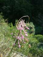 Image of Allium carinatum subsp. pulchellum (G. Don) Bonnier & Layens